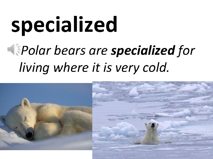 specialized Polar bears are specialized for living where it is very cold. 