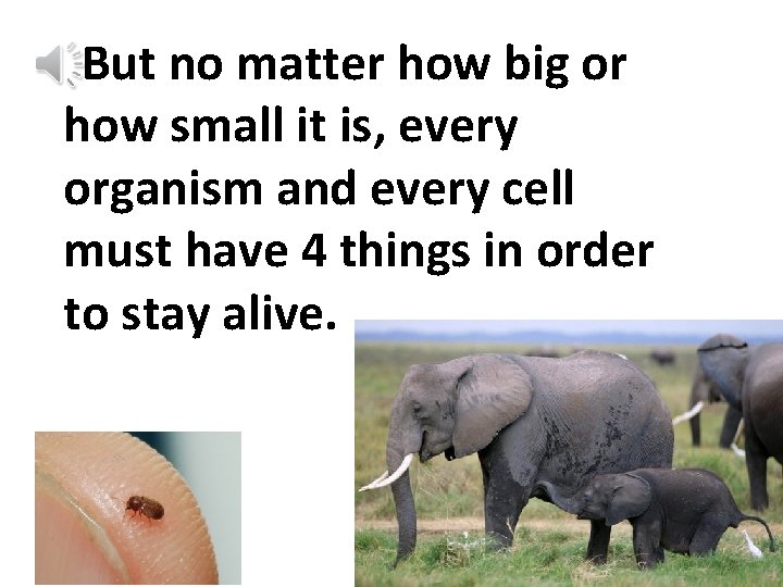 But no matter how big or how small it is, every organism and every