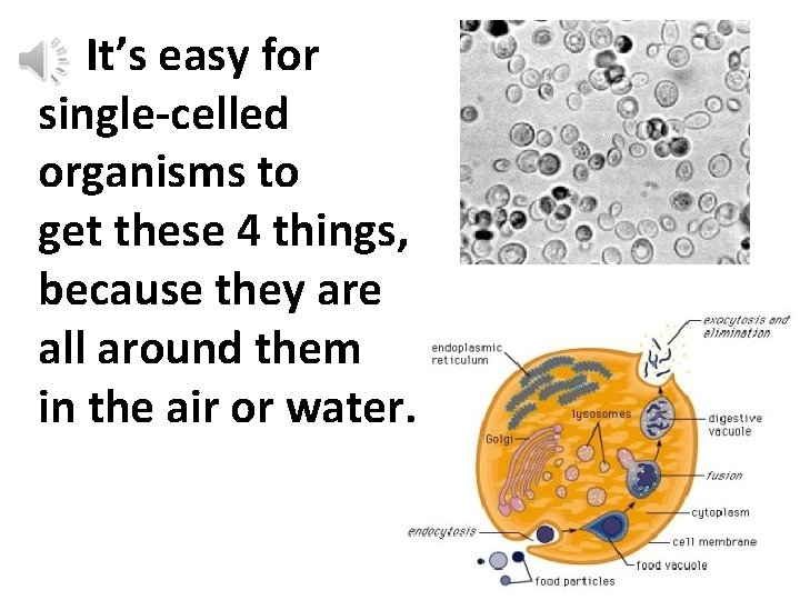 It’s easy for single-celled organisms to get these 4 things, because they are all