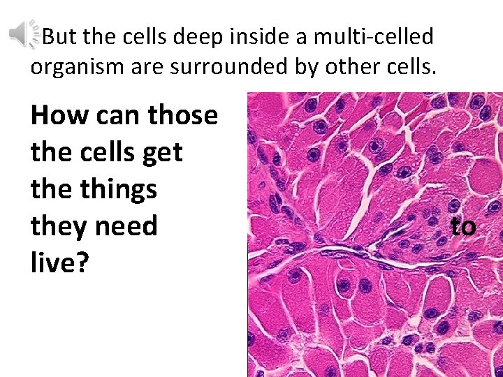 But the cells deep inside a multi-celled organism are surrounded by other cells. How