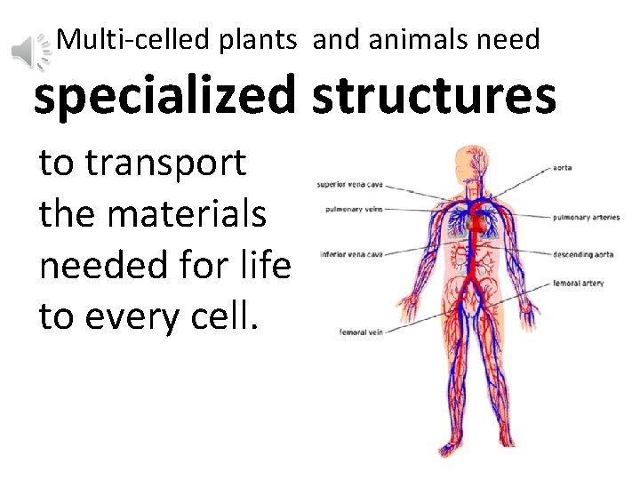 Multi-celled plants and animals need specialized structures to transport the materials needed for life