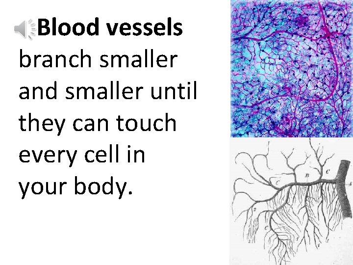 Blood vessels branch smaller and smaller until they can touch every cell in your