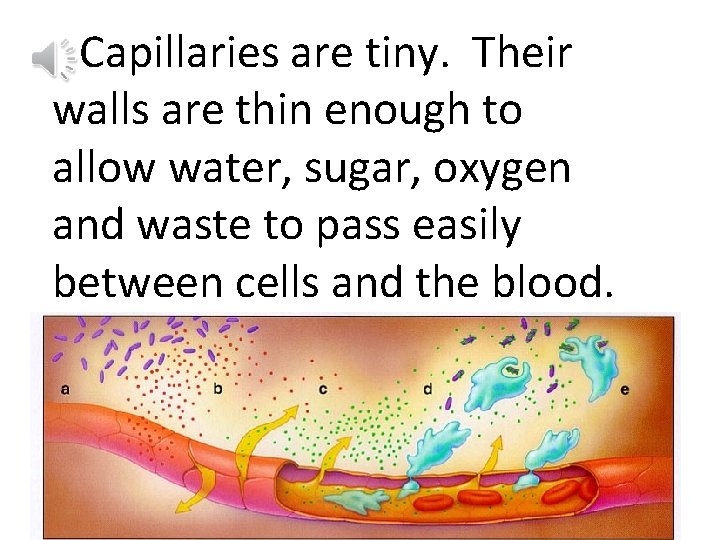 Capillaries are tiny. Their walls are thin enough to allow water, sugar, oxygen and