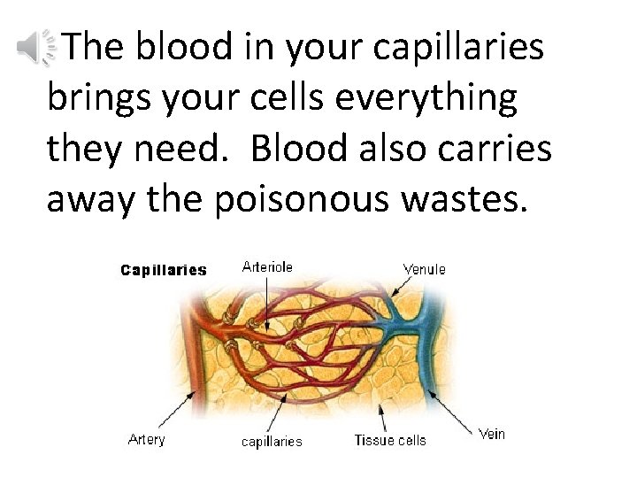The blood in your capillaries brings your cells everything they need. Blood also carries