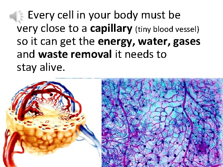 Every cell in your body must be very close to a capillary (tiny blood