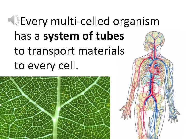 Every multi-celled organism has a system of tubes to transport materials to every cell.