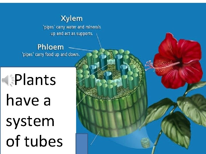 Plants have a system of tubes 