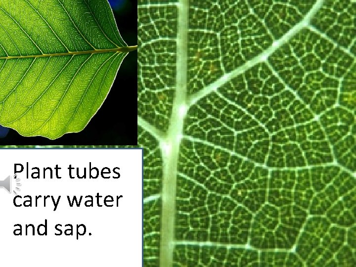 Plant tubes carry water and sap. 