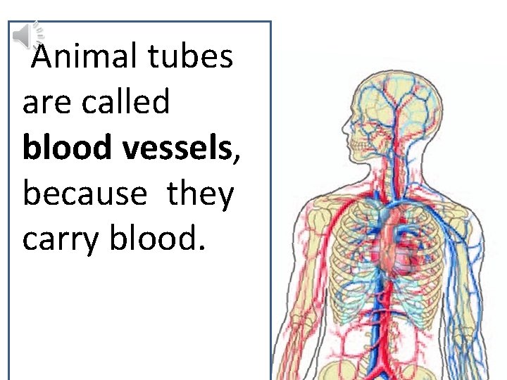 Animal tubes are called blood vessels, because they carry blood. 