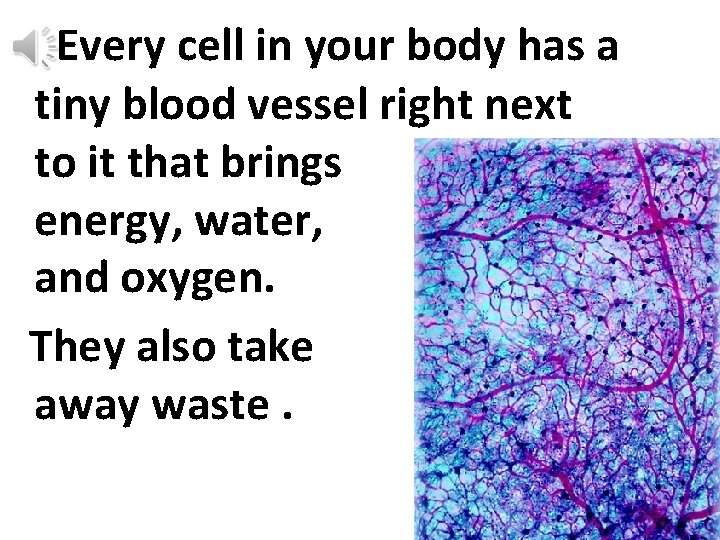 Every cell in your body has a tiny blood vessel right next to it