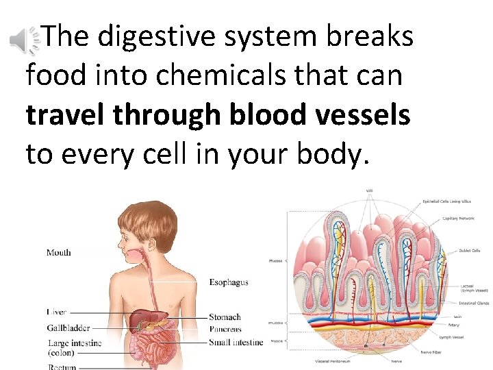 The digestive system breaks food into chemicals that can travel through blood vessels to