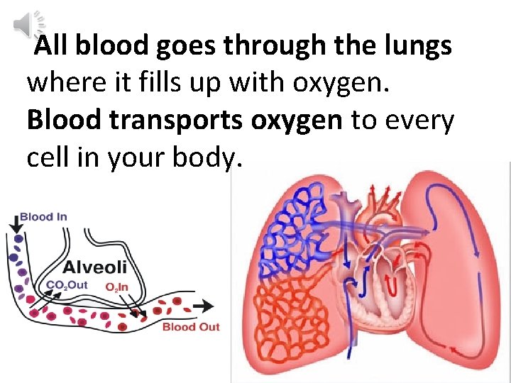 All blood goes through the lungs where it fills up with oxygen. Blood transports