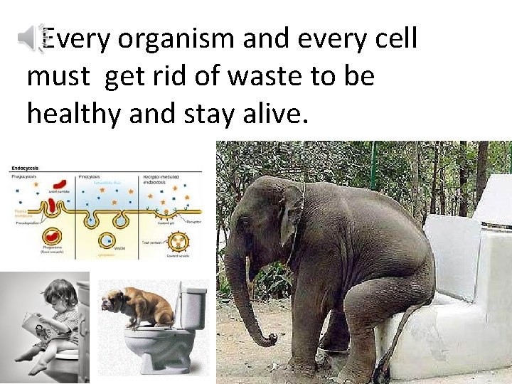 Every organism and every cell must get rid of waste to be healthy and