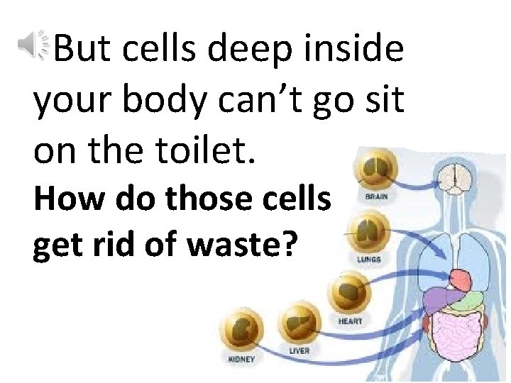 But cells deep inside your body can’t go sit on the toilet. How do