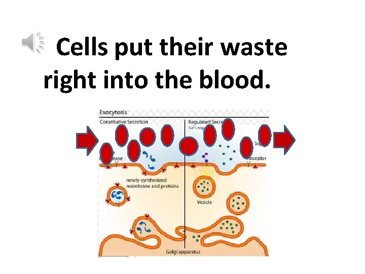 Cells put their waste right into the blood. 