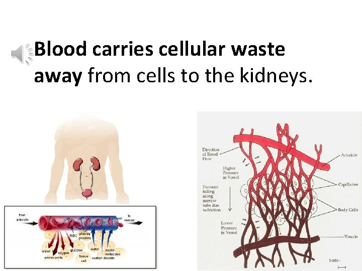 Blood carries cellular waste away from cells to the kidneys. 