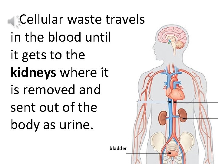 Cellular waste travels in the blood until it gets to the kidneys where it