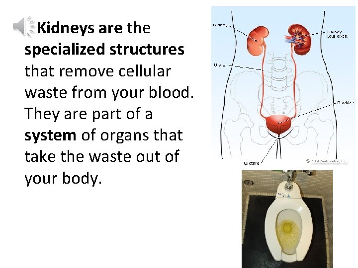 Kidneys are the specialized structures that remove cellular waste from your blood. They are