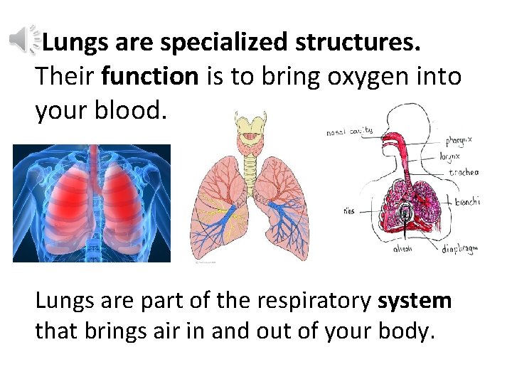 Lungs are specialized structures. Their function is to bring oxygen into your blood. Lungs