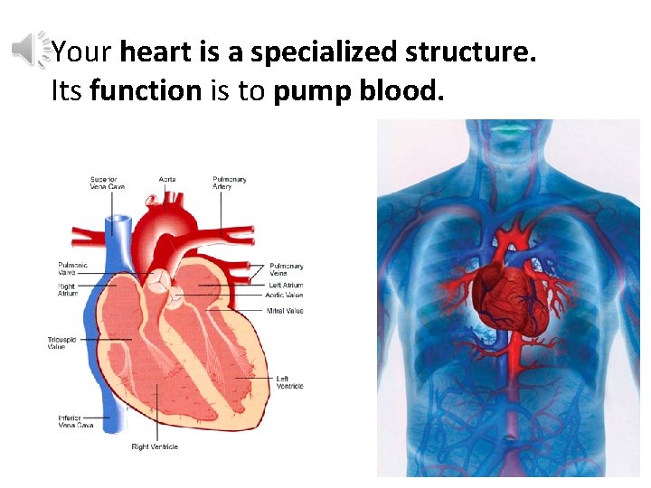 Your heart is a specialized structure. Its function is to pump blood. 