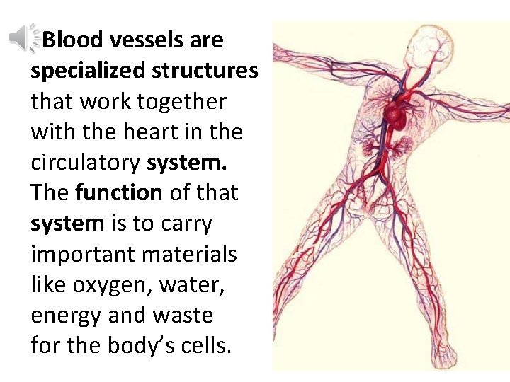 Blood vessels are specialized structures that work together with the heart in the circulatory