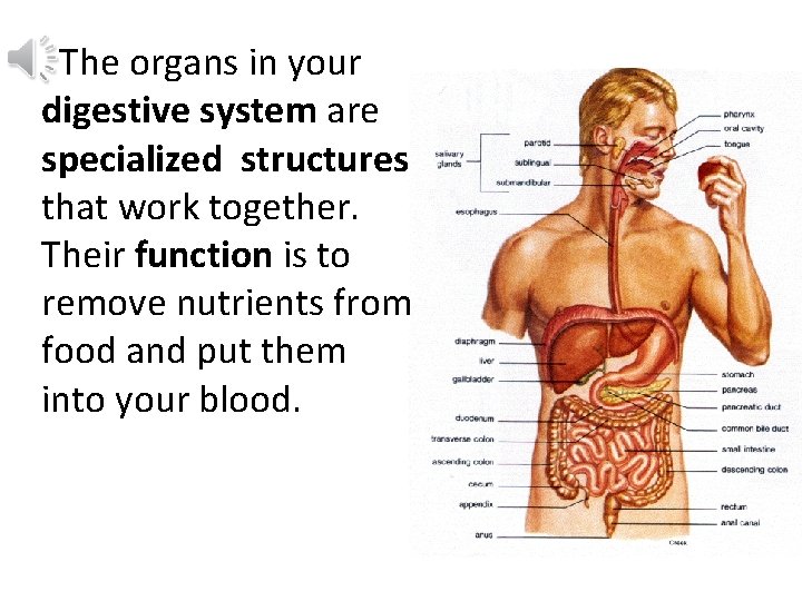 The organs in your digestive system are specialized structures that work together. Their function