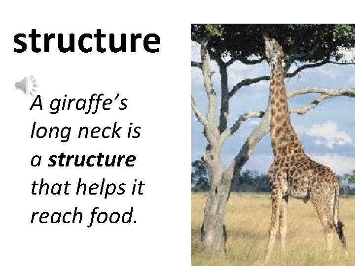 structure A giraffe’s long neck is a structure that helps it reach food. 