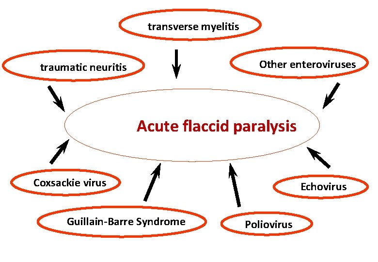 transverse myelitis Other enteroviruses traumatic neuritis Acute flaccid paralysis Coxsackie virus Guillain-Barre Syndrome Echovirus