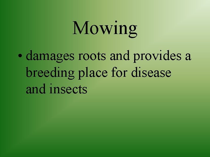 Mowing • damages roots and provides a breeding place for disease and insects 
