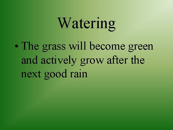 Watering • The grass will become green and actively grow after the next good