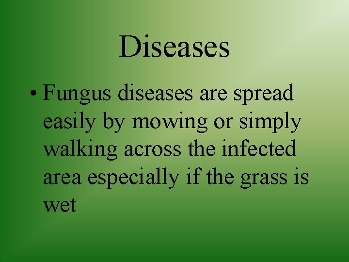 Diseases • Fungus diseases are spread easily by mowing or simply walking across the