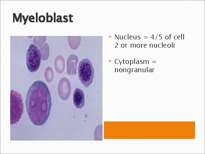 Myeloblast Nucleus = 4/5 of cell 2 or more nucleoli Cytoplasm = nongranular 