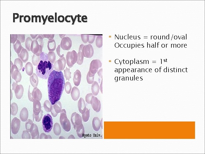 Promyelocyte Nucleus = round/oval Occupies half or more Cytoplasm = 1 st appearance of