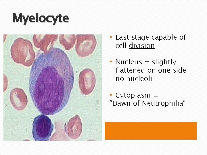 Myelocyte Last stage capable of cell division Nucleus = slightly flattened on one side