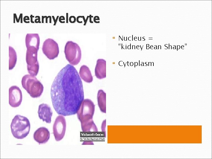 Metamyelocyte Nucleus = “kidney Bean Shape” Cytoplasm 