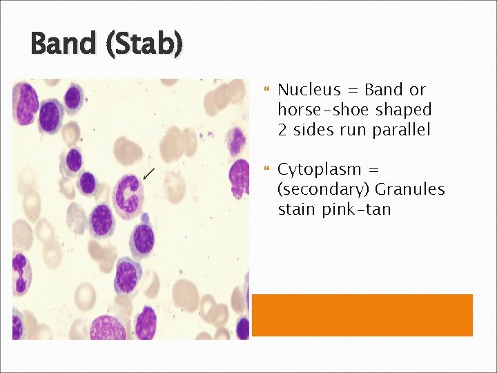 Band (Stab) Nucleus = Band or horse-shoe shaped 2 sides run parallel Cytoplasm =