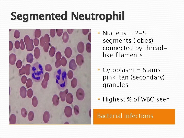 Segmented Neutrophil Nucleus = 2 -5 segments (lobes) connected by threadlike filaments Cytoplasm =