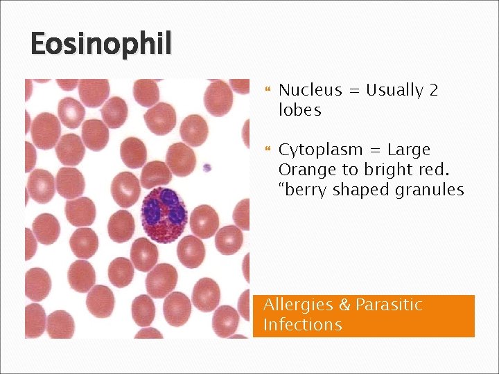 Eosinophil Nucleus = Usually 2 lobes Cytoplasm = Large Orange to bright red. “berry