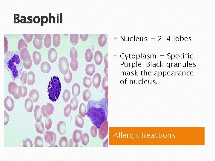 Basophil Nucleus = 2 -4 lobes Cytoplasm = Specific Purple-Black granules mask the appearance