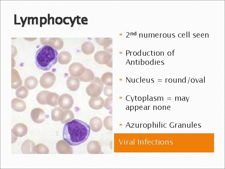 Lymphocyte 2 nd numerous cell seen Production of Antibodies Nucleus = round/oval Cytoplasm =