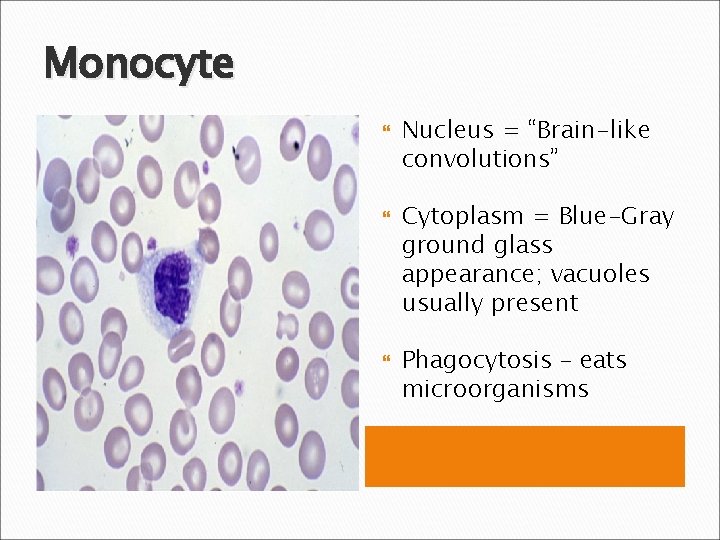 Monocyte Nucleus = “Brain-like convolutions” Cytoplasm = Blue-Gray ground glass appearance; vacuoles usually present