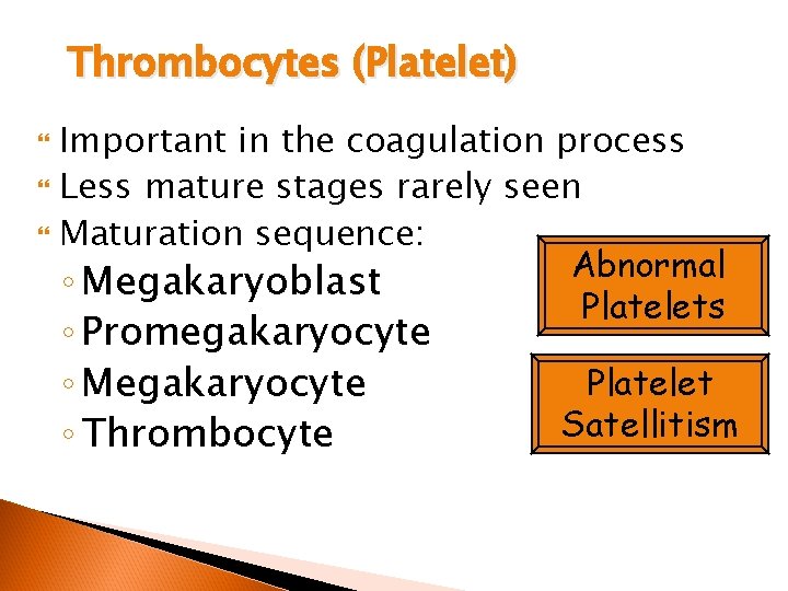 Thrombocytes (Platelet) Important in the coagulation process Less mature stages rarely seen Maturation sequence: