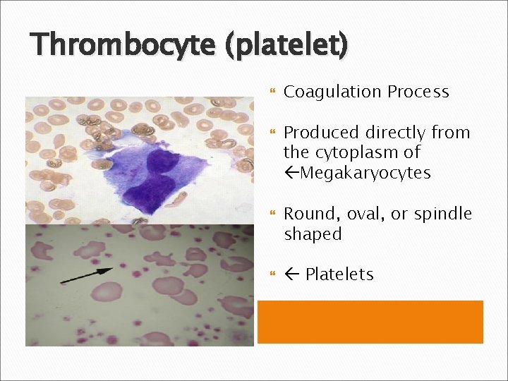 Thrombocyte (platelet) Coagulation Process Produced directly from the cytoplasm of Megakaryocytes Round, oval, or