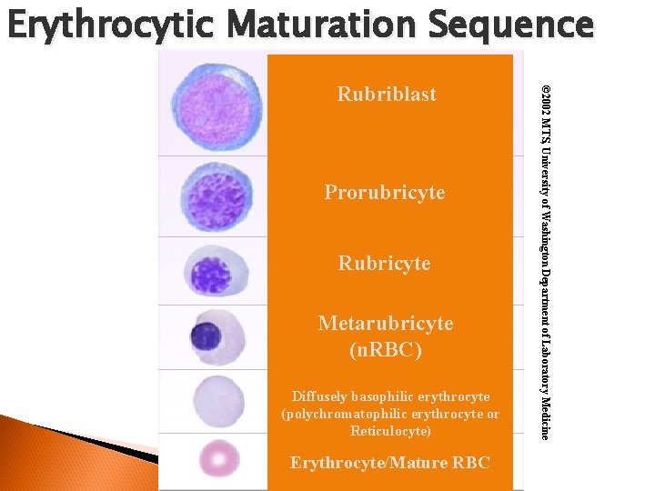 Erythrocytic Maturation Sequence Prorubricyte Rubricyte Metarubricyte (n. RBC) Diffusely basophilic erythrocyte (polychromatophilic erythrocyte or