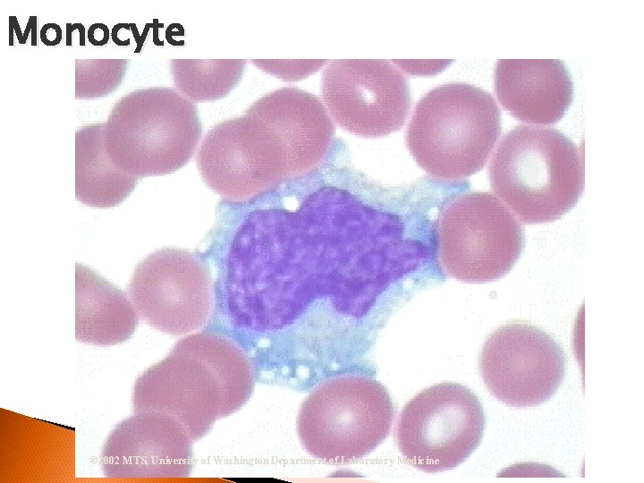 Monocyte © 2002 MTS, University of Washington Department of Laboratory Medicine 
