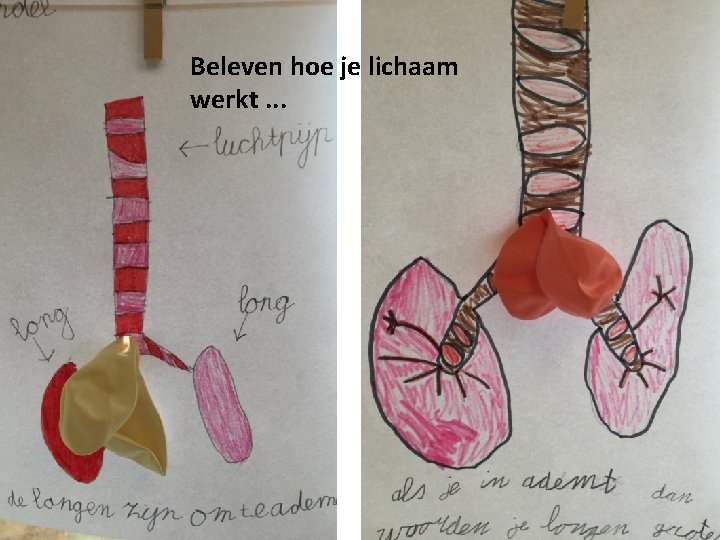 Beleven hoe je lichaam werkt. . . 