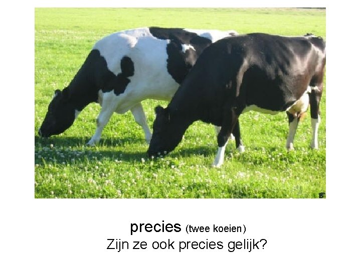 precies (twee koeien) Zijn ze ook precies gelijk? 
