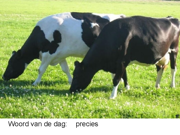 Woord van de dag: precies 