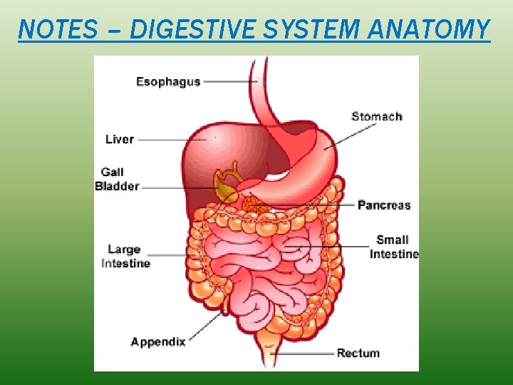 NOTES – DIGESTIVE SYSTEM ANATOMY 