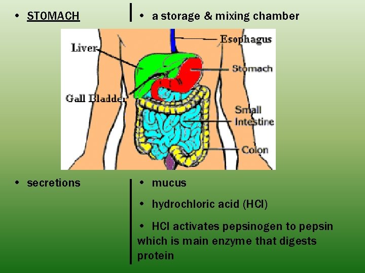  • STOMACH • a storage & mixing chamber • secretions • mucus •